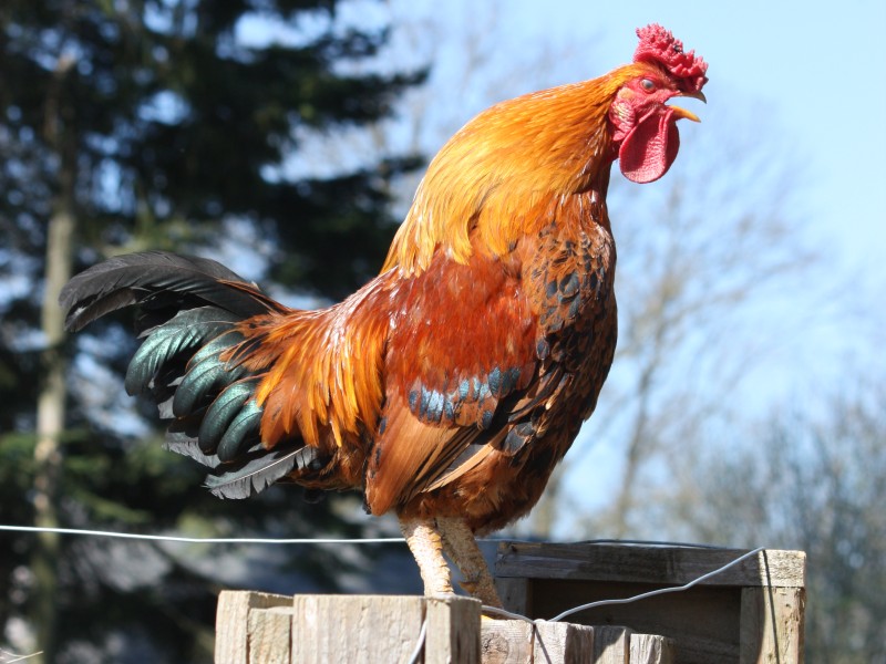 rooster-crowing